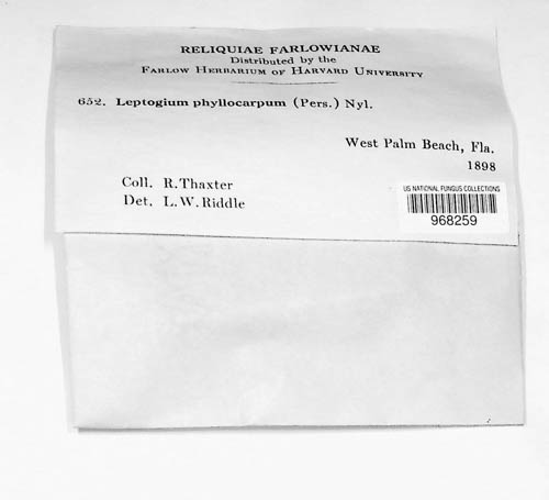 Leptogium phyllocarpum image
